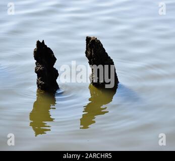 Dead tree trunks submerged in lake water in sunny weather Stock Photo