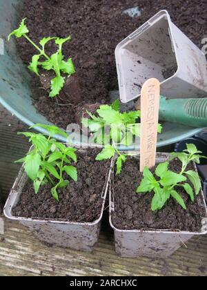 Close-up of a trowel, trug of compost and little seedlings or plug plants ready for re-potting into the next size of pot. Stock Photo