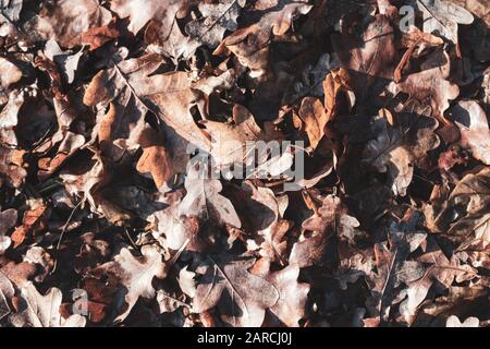 Dry oak tree leafs brown texture background forest. Spring time light colors sunny day close up. Stock Photo