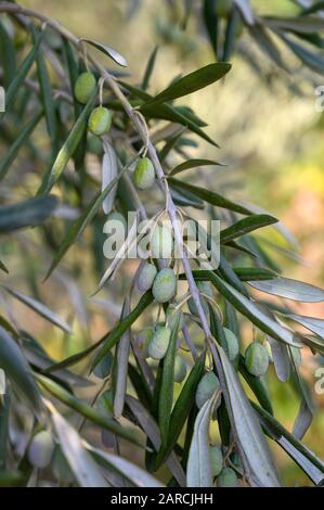 Green olives growing on a tree branch in Turkey Stock Photo