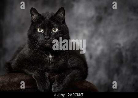 Black turkish angora cat lies comfortably on a brown pillow isolated on a dark gray and textured background Stock Photo