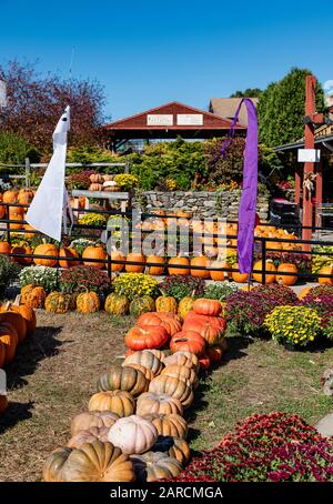 Atkins Farmers Market Harvest display. Stock Photo