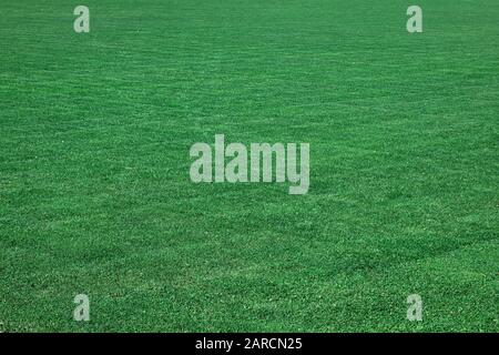 Freshly cut lawn with no weeds. Stock Photo