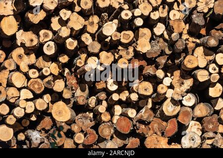 Pile of freshly cut raw timber. Stock Photo