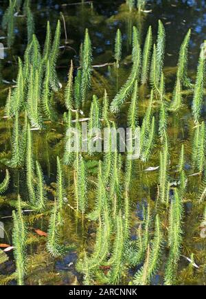Fir fronds, Hippuris vulgaris, in the pond Stock Photo