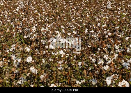cotton field in Uzbekistan, Cotton Ready for Harvest Stock Photo