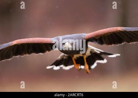 Close-up of harris hawk in flight facing camera in autumn Stock Photo