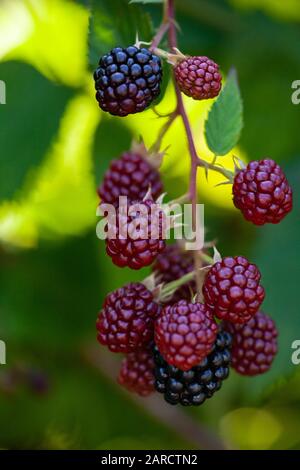 A bramble bush with blackberries in various stages of ripening Stock ...