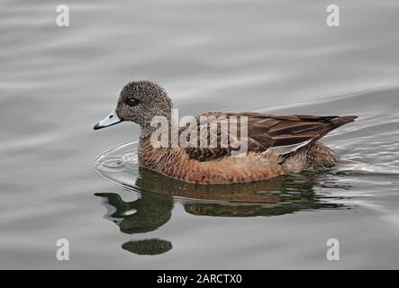 American widgeon duck, Mareca americana, swiming on the DXeschutes river in Bend, Oregon, during a January day. Stock Photo