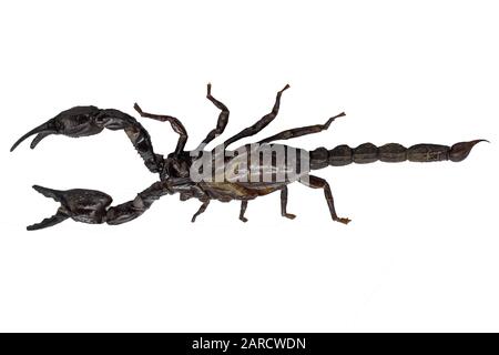 Scorpion isolate on white background. Stock Photo