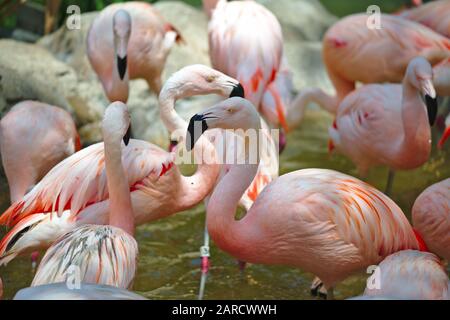 Flamingos at the Houston Zoo - A flock of Flamingos is kept in an exhibit at the Houston Public Zoo. Stock Photo