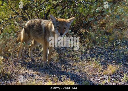 Curious coyote in Big Bend National Park, Texas USA Stock Photo