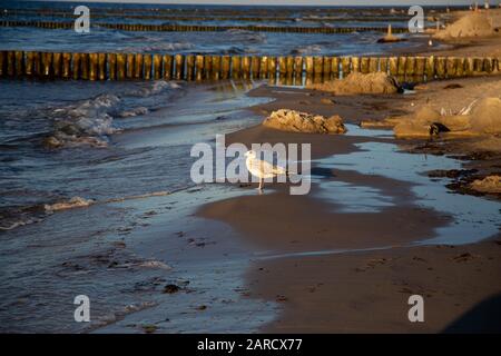 a seagull is sitting on the beach at sunset Stock Photo