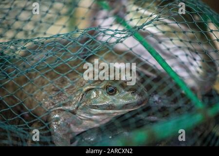 Shanghai, China,  26th Jan 2020, Living frog for sale at seafood market, Edwin Remsberg Stock Photo