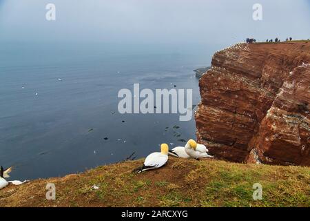 colony of northern garnet on the red Rock - Heligoland island Stock Photo