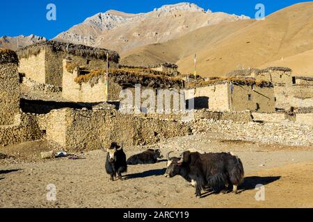 Yaks outside The ethnically Tibetan village of Dho Tarap, visited on the Lower Dolpo Circuit Trek in the Nepal Himalayas Stock Photo