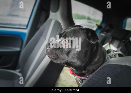 Staffordshire Bull Terrier dog sitting on a rear seat of a car attached via a harness looking through the front seats towards the front windscreen. Stock Photo
