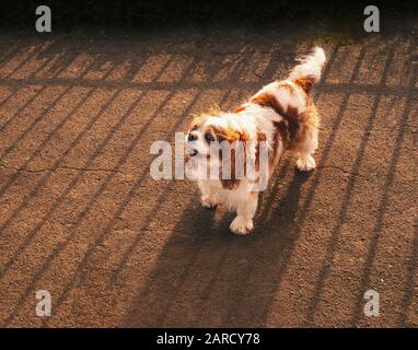 Cute Cavalier King Charles Spaniel standing looking up with the sun behind him casting a striped shade from the fence behind. Stock Photo