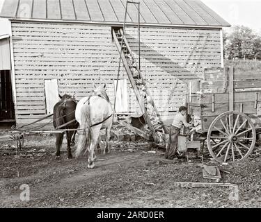 1940s ANONYMOUS FARM BOY UNLOADING WAGON HARVESTED EARS OF FODDER CORN ON TO HORSE POWERED CONVEYER LOADING INTO LARGE CORN CRIB - c1285 HAR001 HARS LIFESTYLE SPEED JOBS RURAL HOME LIFE UNITED STATES COPY SPACE FULL-LENGTH UNITED STATES OF AMERICA FARMING MALES TEENAGE BOY CRIB AGRICULTURE B&W NORTH AMERICA LOADING NORTH AMERICAN SKILL OCCUPATION SKILLS HIGH ANGLE UNLOADING EXTERIOR FARMERS PROGRESS INNOVATION INTO OF ON TO OCCUPATIONS ANONYMOUS FODDER ILLINOIS JUVENILES POWERED PRE-TEEN PRE-TEEN BOY SOLUTIONS BLACK AND WHITE HAR001 HARVESTED OLD FASHIONED Stock Photo