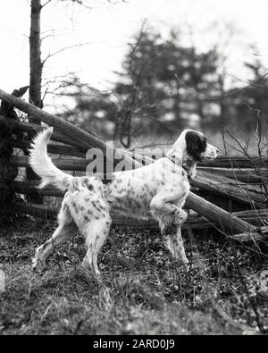 1930s AN ALERT POSED ENGLISH SETTER ON POINT LOOKING OVER A SPLIT RAIL FENCE - d2129 HAR001 HARS HAR001 OLD FASHIONED Stock Photo