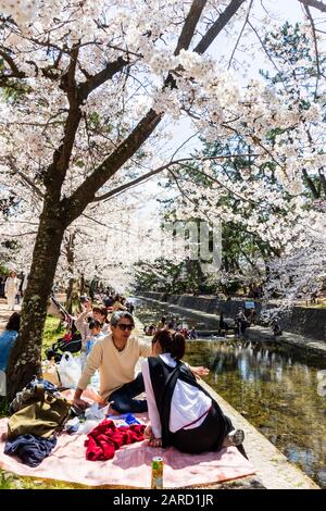 Japan, springtime cherry blossom at the popular river beauty spot, Shukugawa, Nishinomiya. People in groups having parties under the cherry blossoms. Stock Photo