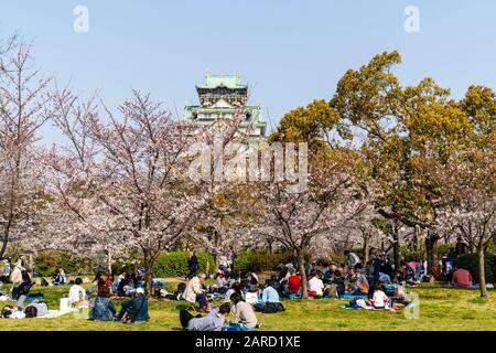 Japan, springtime cherry blossoms at the Nishinomaru Garden, Osaka Castle. Crowded scene of groups of people having parties under cherry blossom trees Stock Photo