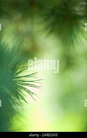 Swiss pine (Pinus cembra) needles against defocused background. Stock Photo