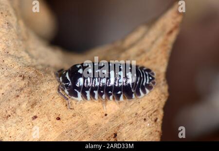 Zebra Isopod, Armadillidium maculatum, gömbászka Stock Photo