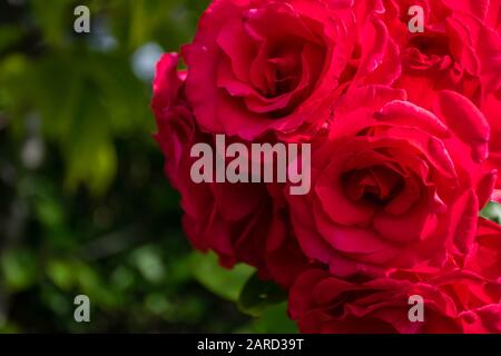 Many red rose flowers on green background Stock Photo