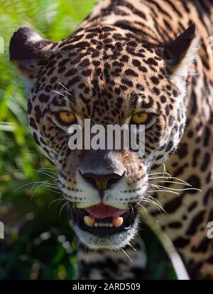 Portrait of a wild jaguar Stock Photo