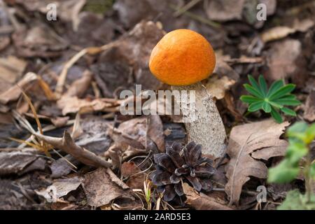 Small orange birch bolete mushroom. Leccinum versipelle. Round cap on white stem. Young edible boletus growing in dry fallen leaves. Green plant, cone. Stock Photo