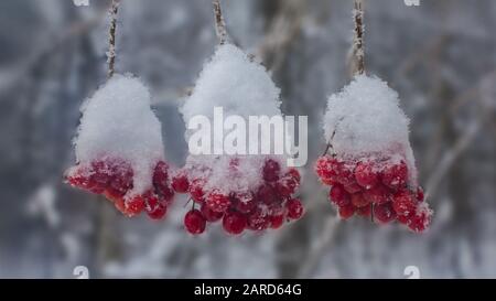 Three Cranberry bush fruits clusters under snow Stock Photo