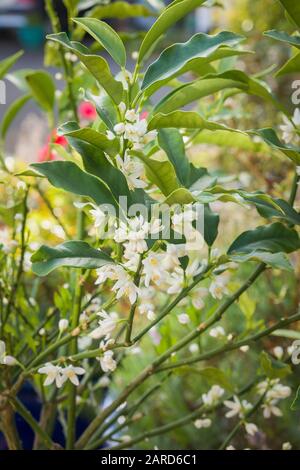 Delicate tiny white very fragrant flowers on a Kumquat tree grown in an English garden Stock Photo