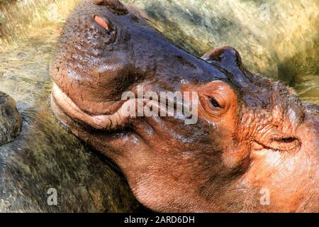 Hippopotamus, (Hippopotamus amphibius), head just above water, showing big eye and hairs on nostrils Stock Photo
