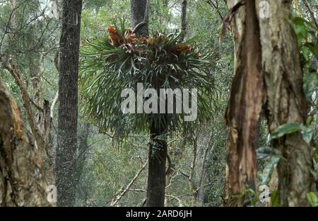 ELKHORN FERN (PLATYCERIUM BIFURCATUM) GROWING ON A TREE, KURANDA, QUEENSLAND, AUSTRALIA. IT IS A BRACKET EPIPHYTE OCCURING IN AND AROUND RAINFORESTS. Stock Photo