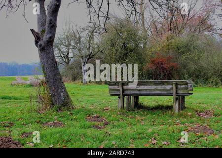 Old wooden bench standing next to a tree on a cloudy and foggy day, with bushes in the background Stock Photo