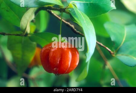 MATURE TROPICAL FRUIT OF BRAZILIAN OR SURINAM CHERRY GROWING (EUGENIA UNIFLORA SYN E. MICHELII) ALSO KNOWN AS MONKI MONKI OR PITANGA. Stock Photo