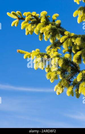 Spruce (Picea abies f. aurea) branches and new growth against blue sky. Selective focus. Stock Photo