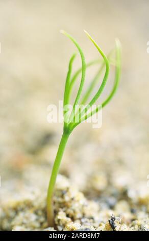 Scots pine (Pinus sylvestris) seedling in sand. Selective focus and very shallow depth of field. Stock Photo