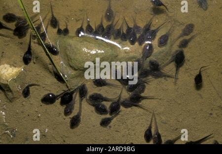 Tadpoles (also called pollywogs) are the larval stage in the life cycle ...
