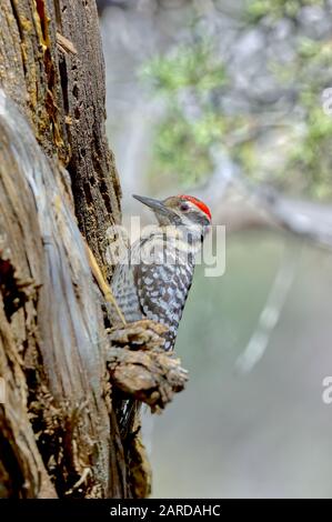 A male Ladder-Back Woodpecker searching for juicy grubs in the wood of this Juniper Tree in Sedona Arizona. Stock Photo