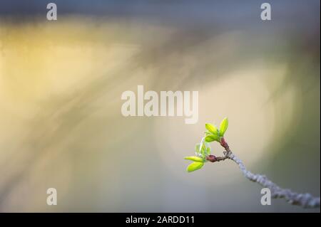 Apple tree leaves in spring Stock Photo