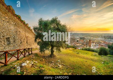 Pietrasanta aerial view from Rocca di Sala fortress at sunset and olive tree, Versilia Lucca Tuscany Italy. Versilia Lucca Tuscany Italy Europe Stock Photo