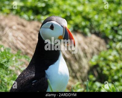 Portrait shot of a puffin, Fratercula arctica, on Skomer Island. Stock Photo