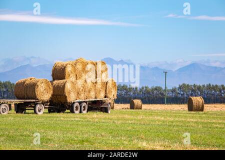 Newly baled round hay bales are loaded onto a truck trailer for transporting from the farm field Stock Photo