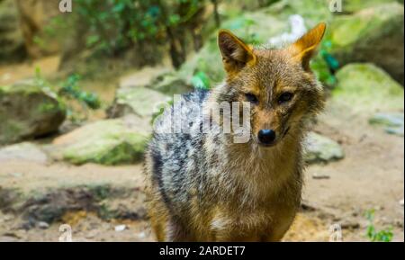 Golden jackal in closeup, wild dog specie from Eurasia Stock Photo