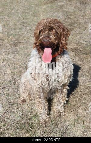 Wire-haired pointing griffon or Korthals with tongue sticking out Stock Photo