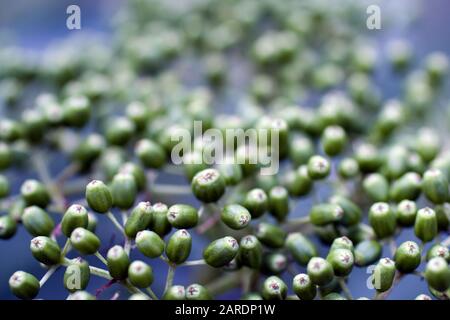 Green elderberry ripens in the wild. Stock Photo