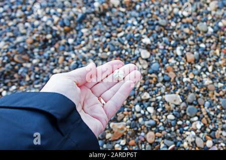 Fossilized sea urchin, Thames River foreshore, London, UK Stock Photo