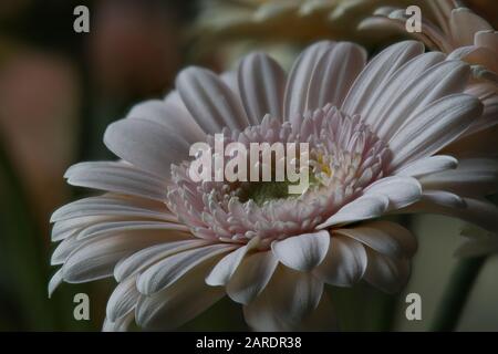A focus stacked macro of a pale pink Gerbera flower Stock Photo